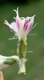  Capitulum with tubular involucre